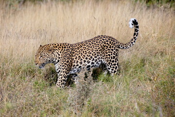 Naklejka premium Leopard