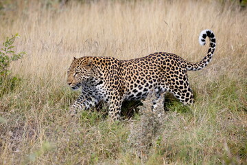 Obraz premium Leopard