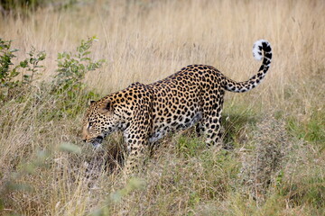 Fototapeta premium Leopard