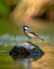 Small bird with vibrant plumage perched on a mossy rock in water