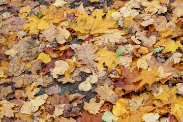 Fallen Autumn Leaves Texture
	