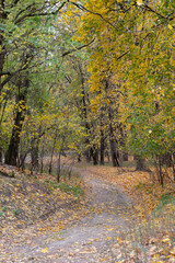 Obraz premium Woodland Road in Autumn Nature