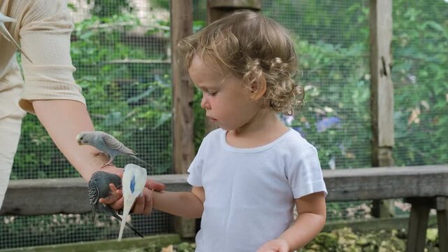 A cheerful young girl joyfully feeds colorful budgerigar parrots from her hands while her mother nearby, slow motion. The setting is a vibrant tropical garden filled with greenery
