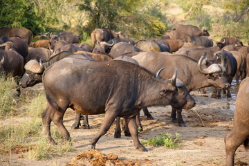 Obraz premium Büffel