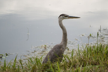 A great blue heron along the calm shore of a Missouri lake.