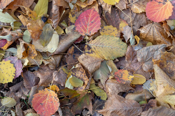 Obraz premium Colorful Leaf Carpet in Forest