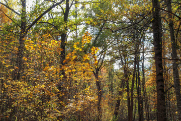 Fototapeta premium Fall Season Trees with Vibrant Leaves