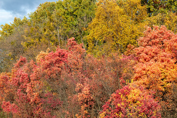 Multicolored Trees in Fall Season