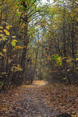 Obraz premium Colorful Autumn Forest Trees