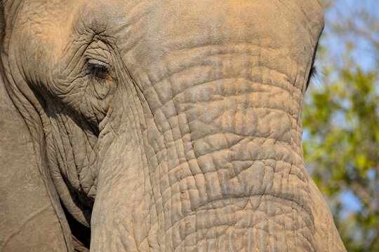 Elefant