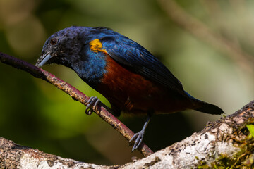 Chestnut-bellied Euphonia (Euphonia pectoralis)