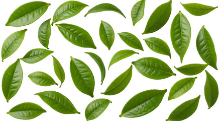 Naklejka premium Fresh Green Tea Leaves Scattered on Black Background
