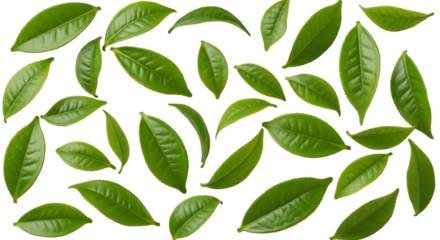 Fresh Green Tea Leaves Scattered on Black Background