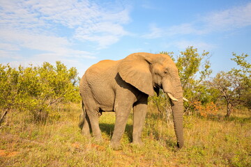 Fototapeta premium Elefant