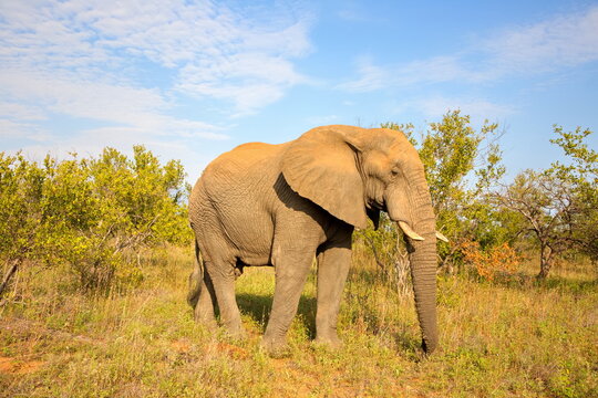 Elefant