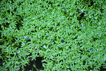 Aquatic plant Callitriche grows in nature
