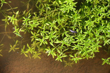Aquatic plant Callitriche grows in nature