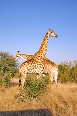 Giraffe © Andreas Edelmann