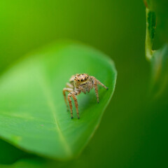 spider on a leaf