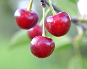 Cherry fruits ripen on a tree branch