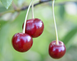 Cherry fruits ripen on a tree branch
