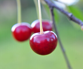 Cherry fruits ripen on a tree branch