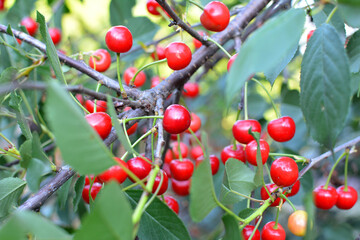 Cherry fruits ripen on a tree branch
