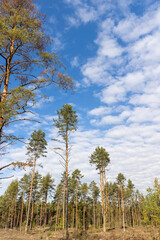 pine forest during the cutting down of pine trees to obtain wood for construction and other purposes, part of the felled pine forest with tall trees for industrial