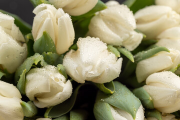 fresh white tulips with green leaves in a large floral bouquet, a large number of beautiful fresh white tulip flowers covered with drops of water in a holiday gift bouquet