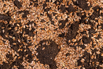 the details of the brown fertile soil with the addition of ripe flax seeds to obtain a new crop, small brown flax seeds scattered on brown soil in the field to harvest flax for industrial use