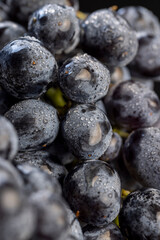 a branch of ripe beautiful blue grapes lying on the table covered with drops of water, wet fruits of pure grapes on a branch on the table during cooking