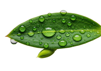 Vibrant emerald green leaf with glistening dew drops and unfurling new bud, captured in extreme macro, isolated on transparent, concept of natural vitality and growth