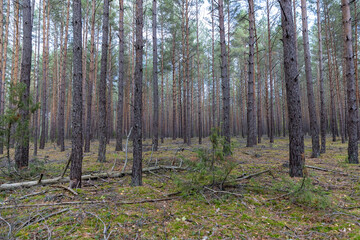 tall pine trees in a coniferous forest in the autumn season during leaf fall, changes in nature during the autumn season in a forest with old and tall pines