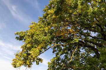 Fototapeta premium oak foliage and branches in the autumn season before the fall , one oak in autumn, part of the foliage of which began to change color to yellow and orange