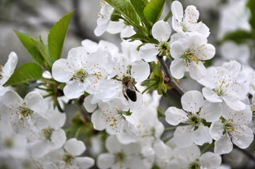 Spring cherry blossom