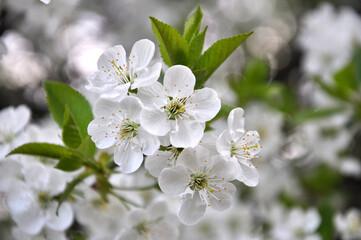 Spring cherry blossom