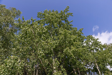 mixed forest with different types of deciduous trees in sunny warm weather with large and strong winds in summer, forest and blue sky