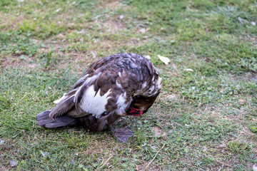 one goose while grazing on the green grass in the park, white and black plumage of a goose walking on the green grass in summer in cloudy weather