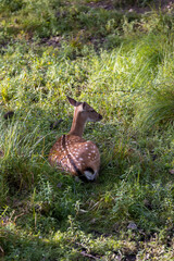 one spotted deer lies in the grass on the territory of the zoo in a large open enclosure, a lone spotted deer while relaxing on the green juicy grass in summer sunny weather