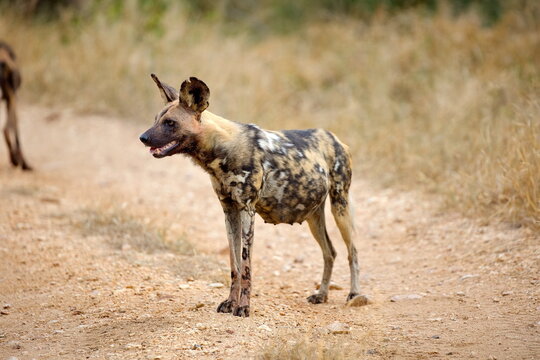 Hy&auml;nenhund