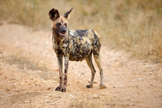 Hy&auml;nenhund