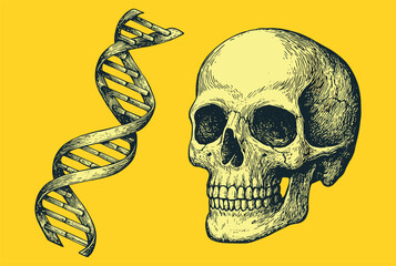 Detailed hand-drawn engraving of human skull with DNA spiral on yellow background. Ideal for science, anatomy, or vintage poster art.