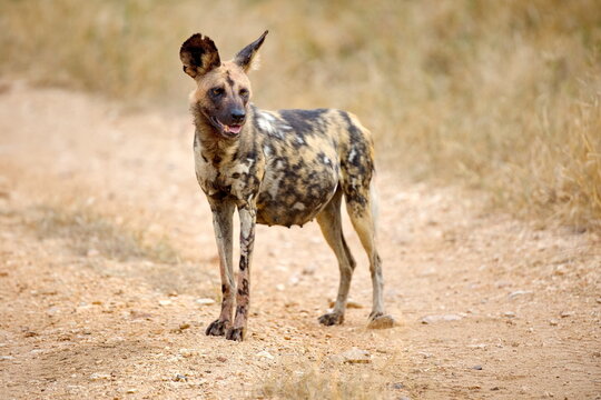 Hy&auml;nenhund