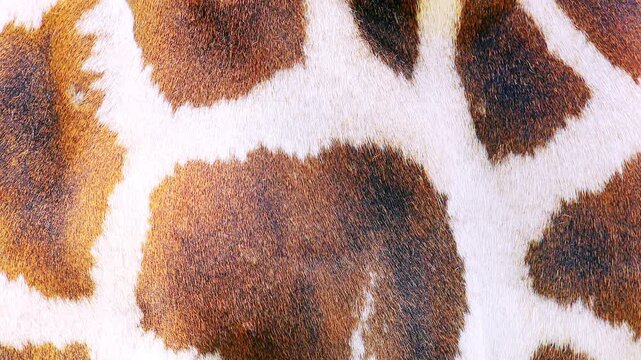 Close up African giraffe body. Animal skin texture