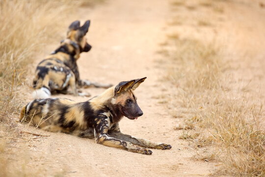 Hy&auml;nenhunde