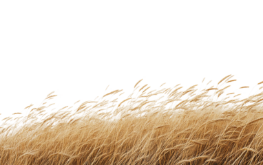 Wheat field bathed in sunlight, gently moving with the breeze, representing growth, harvest, and serene natural charm isolated on transparent background PNG