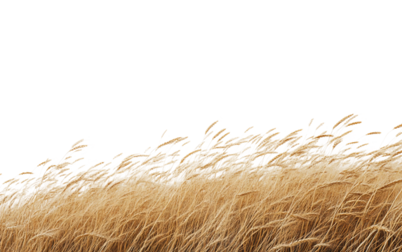 Wheat field bathed in sunlight, gently moving with the breeze, representing growth, harvest, and serene natural charm isolated on transparent background PNG