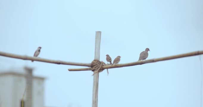 Urban Sparrows in India, Indian Sparrow Family Life