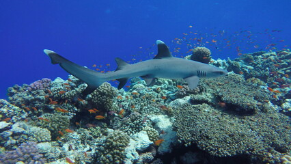 little white-tip shark 