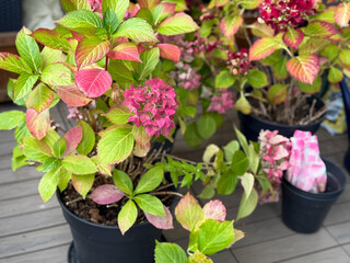 Beautiful blooming pink dried Hydrangea flowers with yellow pink leaves in decorative grey flower...